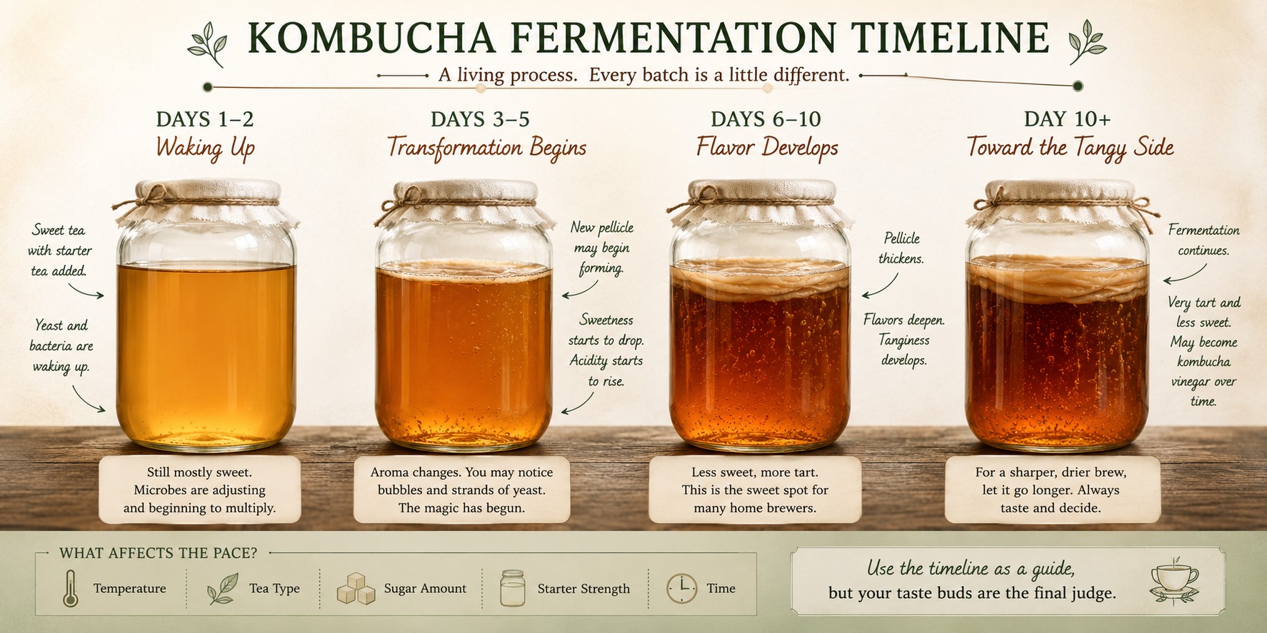 Four kombucha jars illustrating fermentation progress from sweet tea through mature tart kombucha